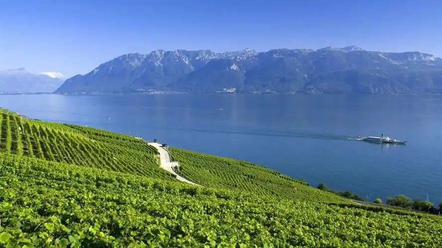风景壁纸,绿色,唯美,护眼,高清,自然风光,壁纸,1920x1080