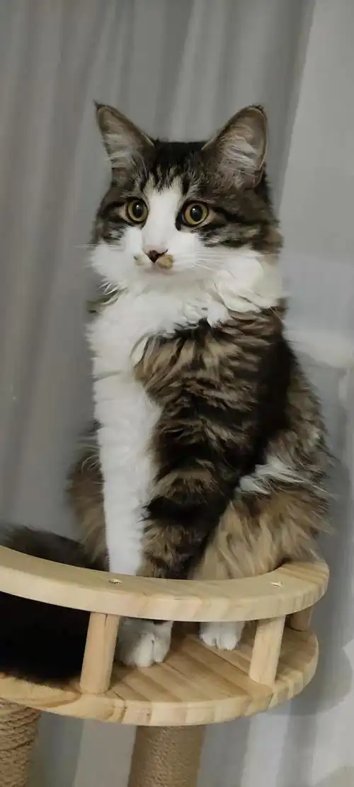 讨论想看看长毛狸白的美照更新