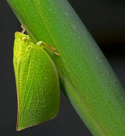 『摄影奖项』2015年度国际园艺摄影大赛获奖作品