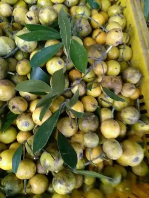 不过很多小孩子喜欢未成熟的"黄牙果",因为他们喜欢那种超级酸的刺激