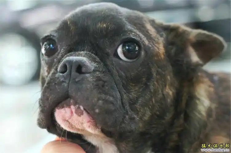 明码出售7个月虎皮法斗8个月虎皮英斗3个月海盗脸法斗另有4个月大丹犬