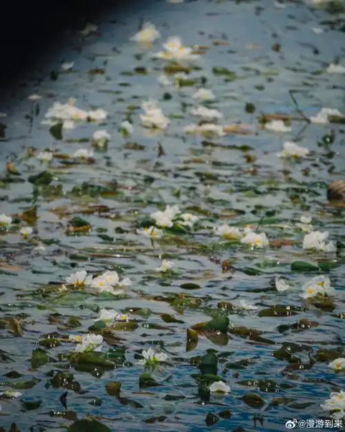 水性杨花开了75157515每年5月—10月大理洱海生态廊道的水面