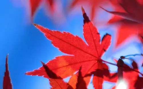 西山红叶好,天空,枫叶,秋天,红叶,1115西山红叶好壁纸图片