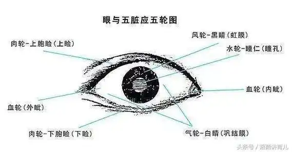 《灵枢99大感论》中说:"五脏六腑之精气,皆上注于目而为之精……"人
