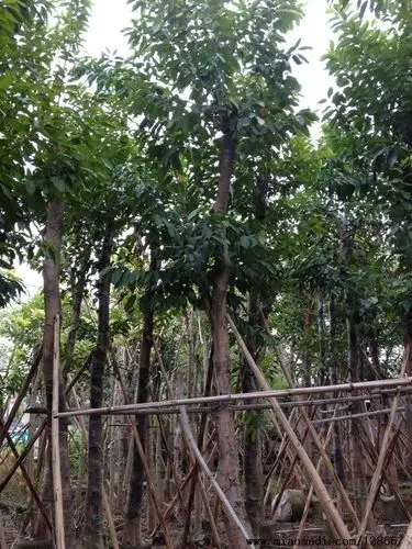 广东水翁_水翁价格_水翁供应_水翁求购_水翁简介