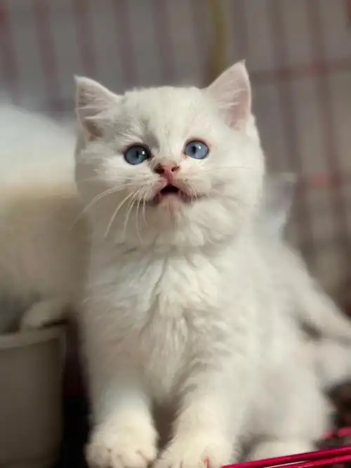 1299英短银点白胖白胖西安猫舍