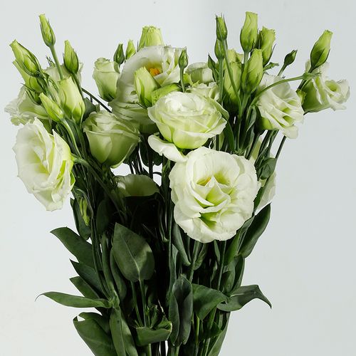 多色洋桔梗龙胆花束云南基地直发包邮 家庭办公室插花装饰花束