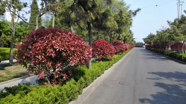 春季绿篱模纹修剪