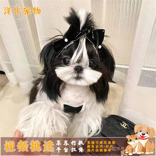 酷季纯种西施犬幼犬活体小型犬长不大宠物小狗狗茶杯袖珍迷你犬宠物狗