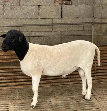 黑头杜泊羊纯种怀孕母羊种公羊免费运输任意挑选货到付款