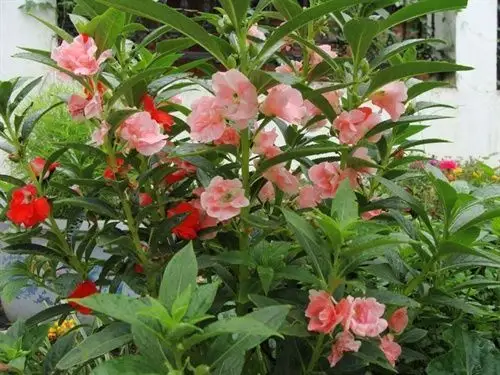 凤仙花的萼片会不会一端呈角状向下弯曲?