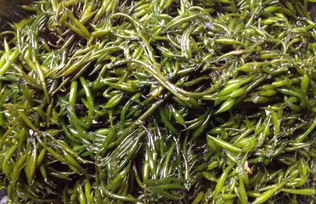 羊栖菜的家常做法大全