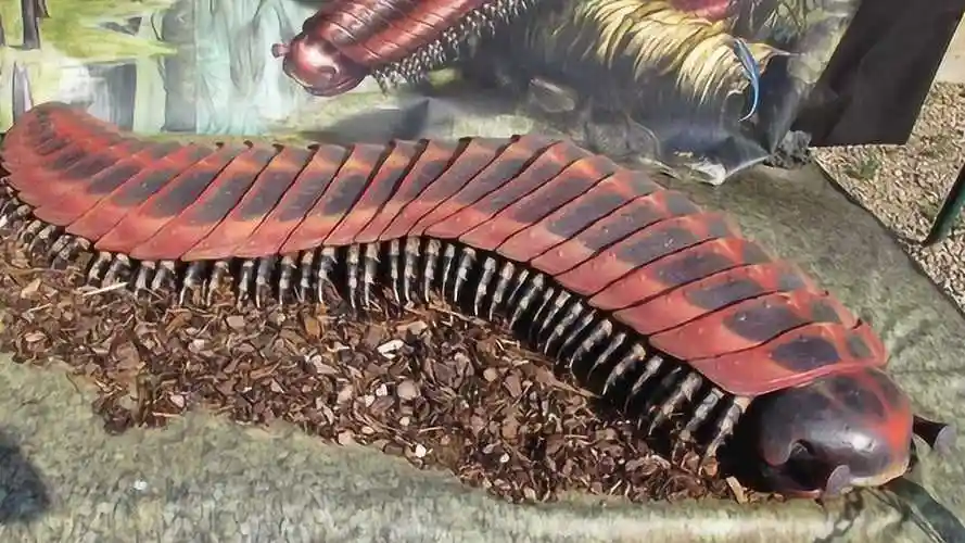 "远古巨型蜈蚣"到底是什么?