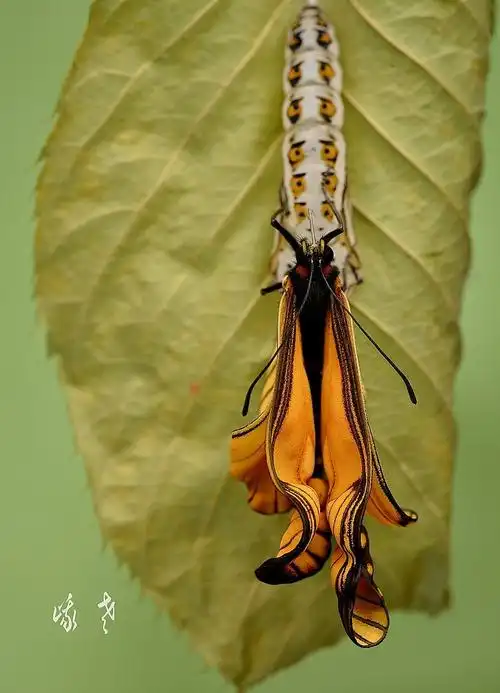 佳作欣赏丨破茧重生青虫化蝶 7旬微距摄影师拍下青城山珍蝶蝶变全过程