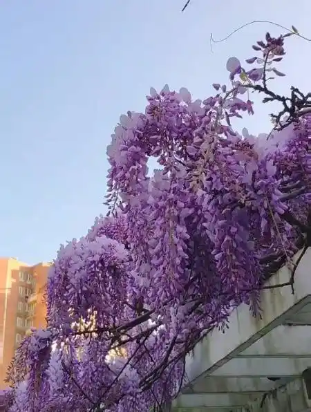 紫水晶瀑布紫藤寿命长达百年寓意紫气东来