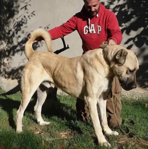 现存最大土耳其坎高犬, 117kg ,97公分的(附图片)