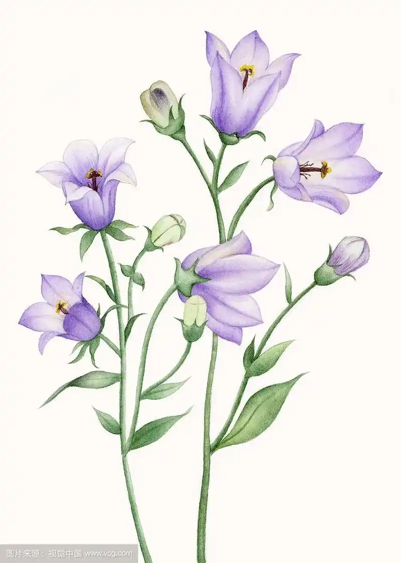 手绘水彩花卉之风铃花