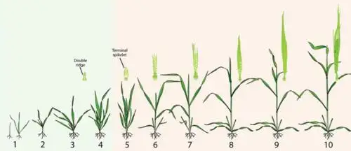 小麦生长发育五个阶段