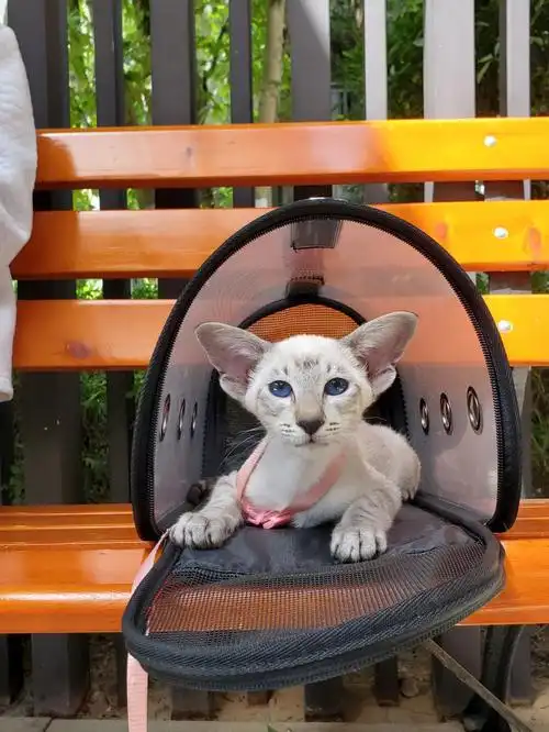 东方短毛猫虎斑重点色妹妹