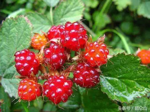 小时候吃的野果子现在有钱也买不到了