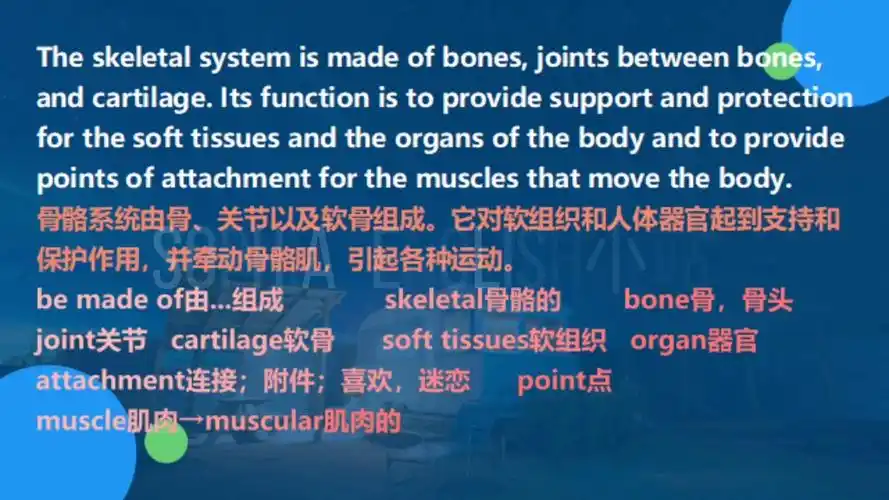 医学英语skeletalsystem骨骼系统cut2