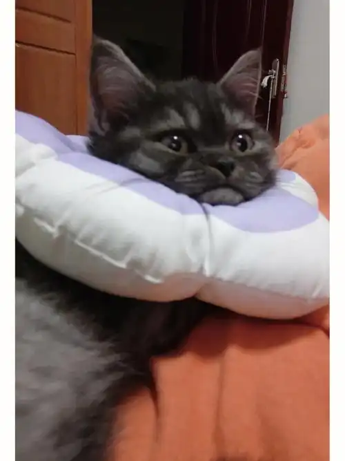 全网最会噘嘴的小猫咪