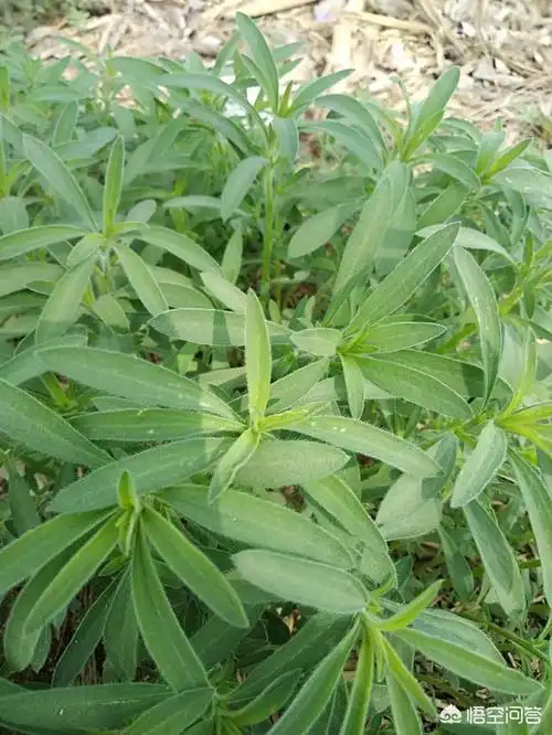 天气转暖农村的扫帚菜也到了采摘的时候野菜扫帚菜怎么制作好