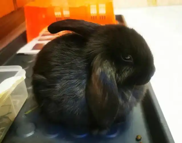 我家买来价值50的兔子现在已经身价过万了