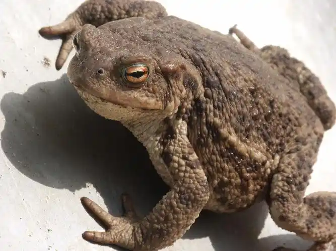 快看!抓癞蛤蟆犯法,不要被抓的时候,还一脸懵圈