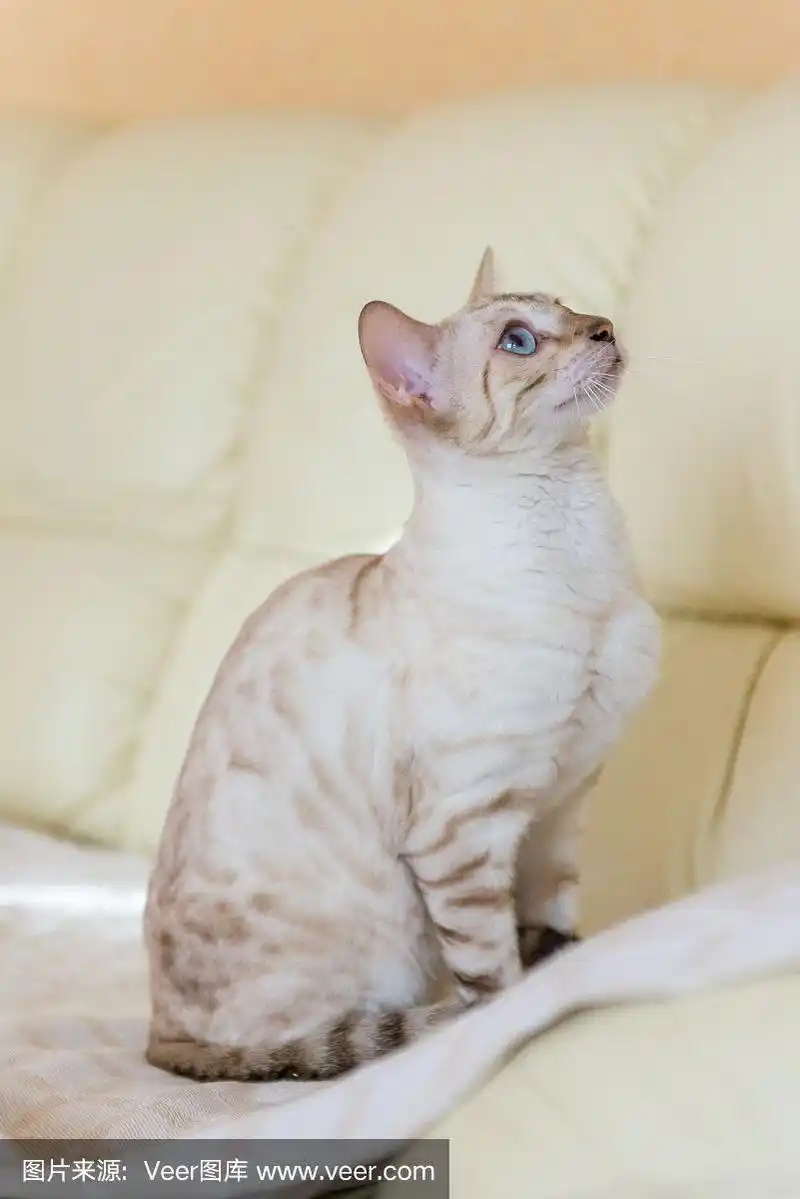 一只白色孟加拉猫坐在房子的沙发上.