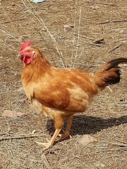 散养华北柴鸡三斤左右公鸡