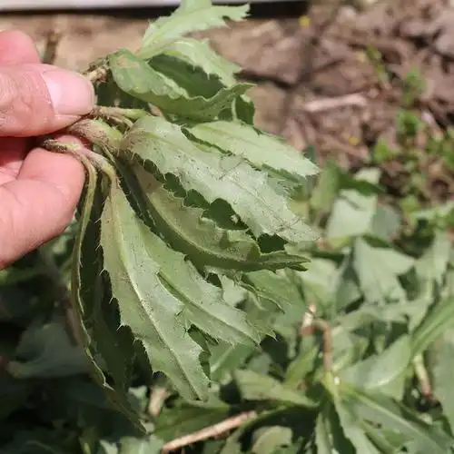 刺儿菜刺角芽中药材新鲜野生七七菜现挖现发天然带根带刺小蓟草