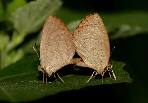 中华云灰蝶(团圆版)