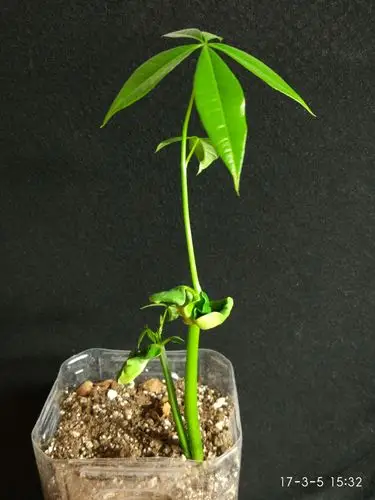 发财树,从种子开始