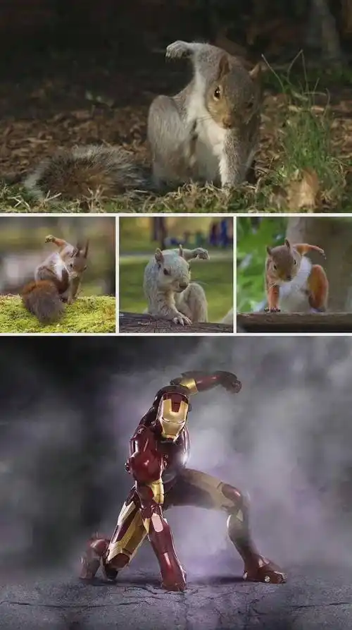 小松鼠准备挠痒痒的姿势原来有这么帅气的吗!_森林_超级英雄_网络