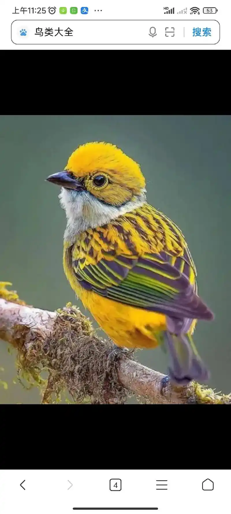 上午11:28 鸟类大全图片及名称 上午11:26 上午11 - 抖音