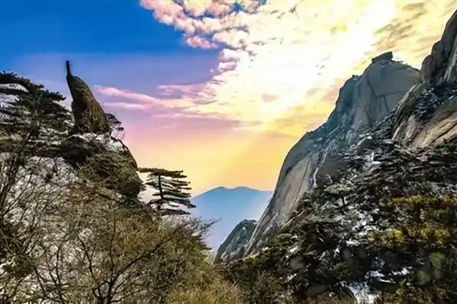 黄山这棵树究竟多珍贵?警卫24小时贴身守护,还是安徽卫视台标!