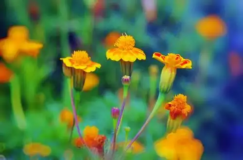 绚丽多彩小种万寿菊《原创》