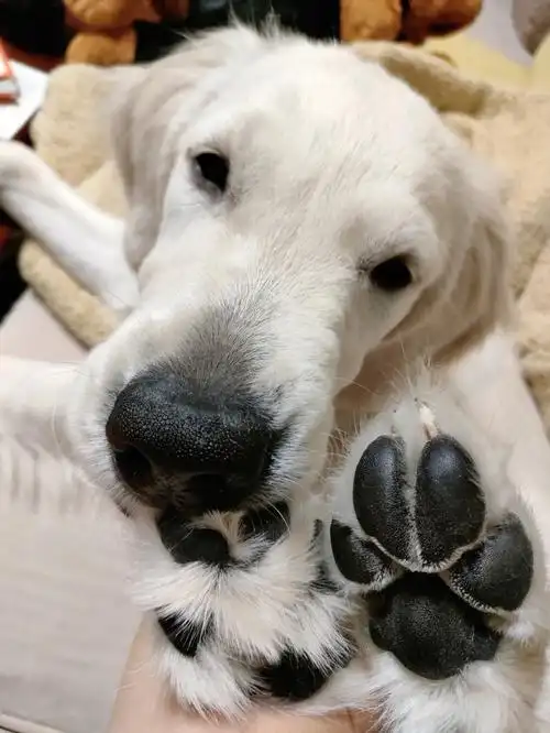 姐妹们真的修狗蹄子特别解压