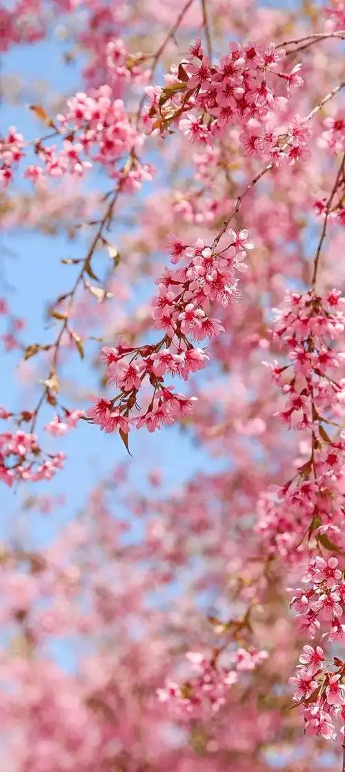 意境唯美玫瑰花壁纸(唯美花朵治愈你的内心)(138)