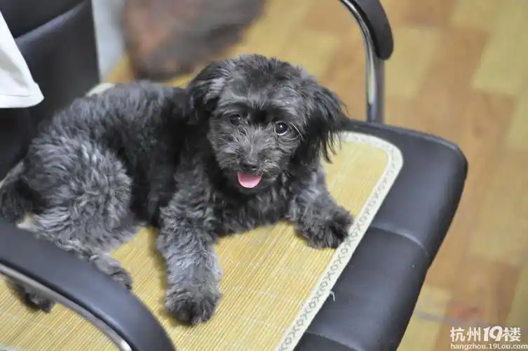 我家的是泰迪和雪纳瑞的串串.现在6个月了.怎么整?