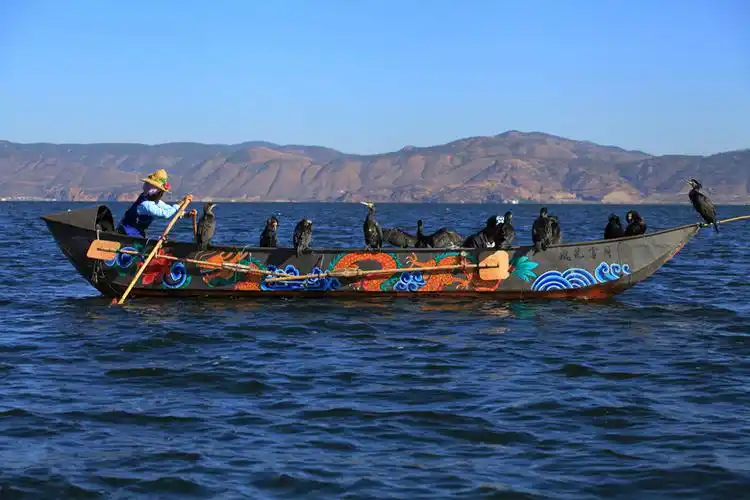 洱海的鱼鹰 - 生态微距 - 大理摄友网 - powered by discuz!