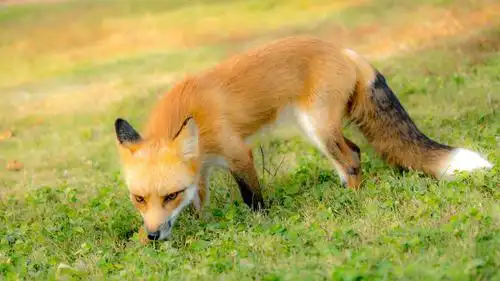 白沙河畔 赤狐灵现