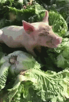 宁波华翔--一颗上好的白菜被猪拱了,还不停的用鼻子按在地上摩擦,好生