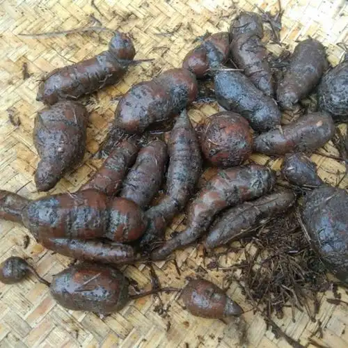 蛇附子石老鼠,金线吊葫芦 100g【图片 价格 品牌 报价】-京东