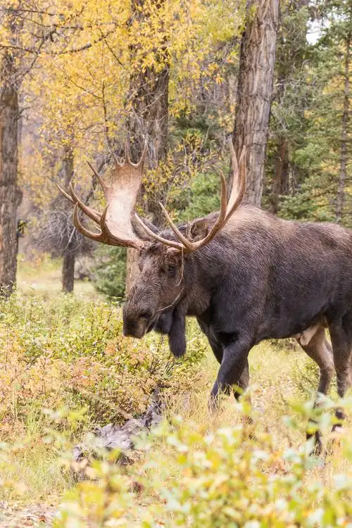 鹿科图片_鹿科图片大全_全景图片