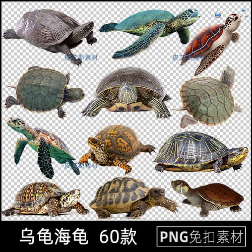 免扣png乌龟海龟实拍海洋动物免抠图片平面设计ps合成用素材