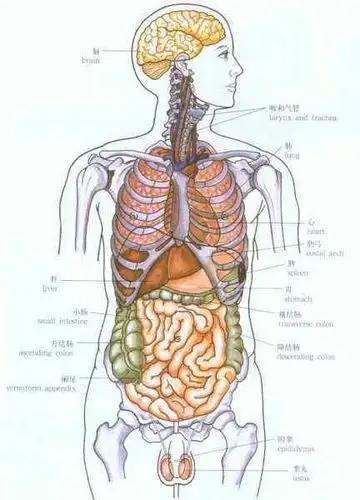 物理治疗师托马斯先生的《解剖列车》——徒手诊疗课程,苗振老师的