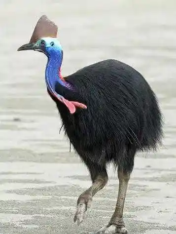 食火鸟(southern cassowary)