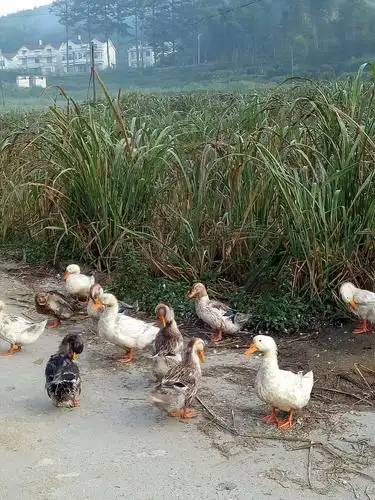 鸭子在茭白田里觅食.